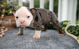 Olde English Bulldogge dogs for sale: Cady - Image 2