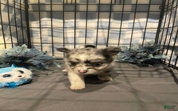 Pomchi dogs for sale: Blu - Image 1