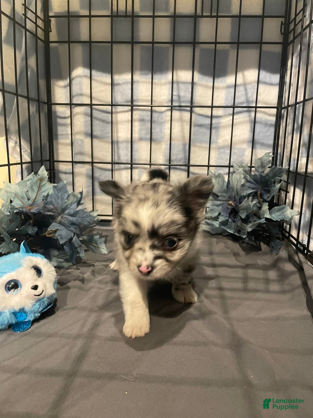 Pomchi dogs for sale: Blu - Image 1