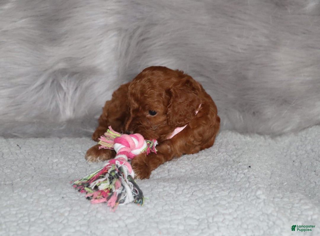 Mini Goldendoodle dogs for sale: Cori - Image 6
