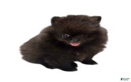 Pomeranian dogs for sale: Jet - Image 16