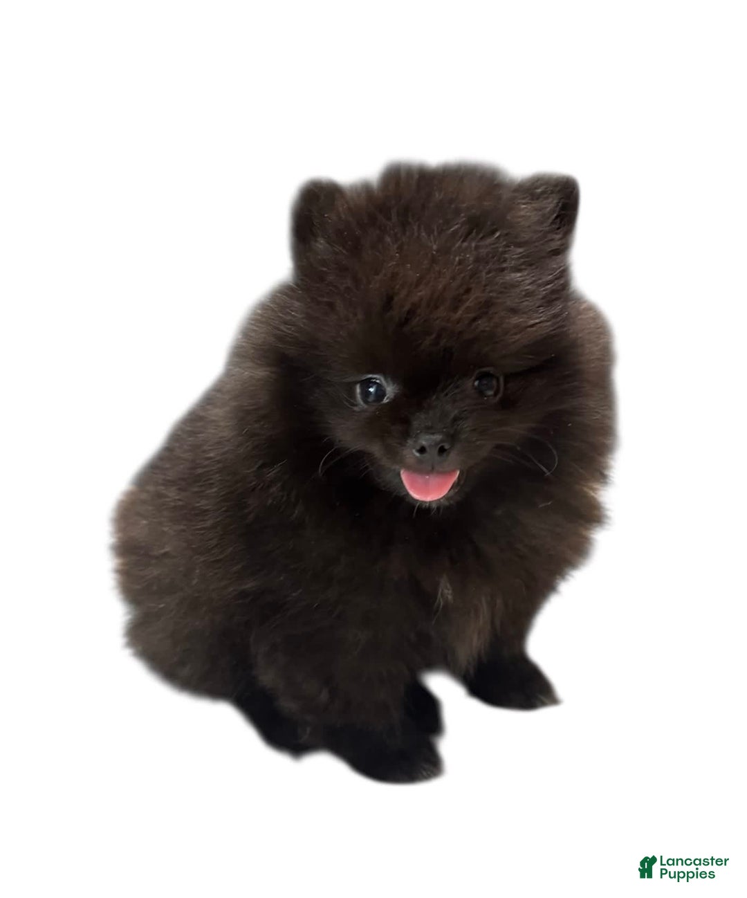 Pomeranian dogs for sale: Jet - Image 16