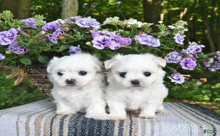 Maltese dogs for sale - Ad 1