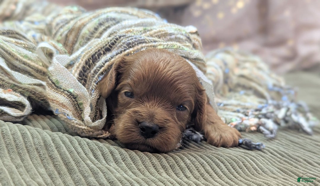 Cavapoo dogs for sale: Hermes - Image 9
