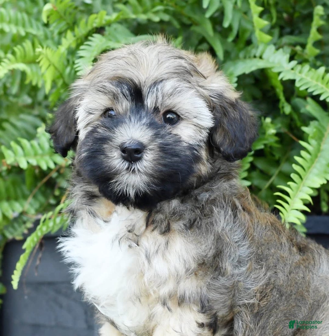 Havapoo dogs for sale: Colby - Image 4