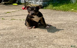 American Bully dogs for sale: Bear - Image 1