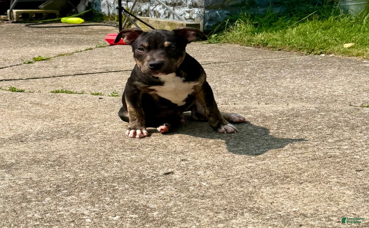American Bully dogs for sale - Ad 3