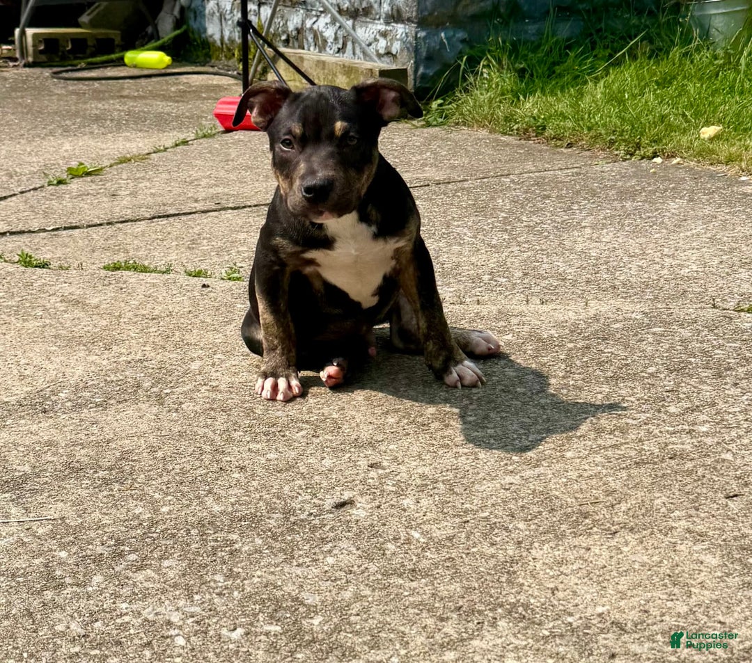 American Bully dogs for sale: Bear - Image 1