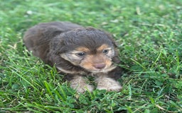 Aussiedoodle dogs for sale: Carter - Image 8