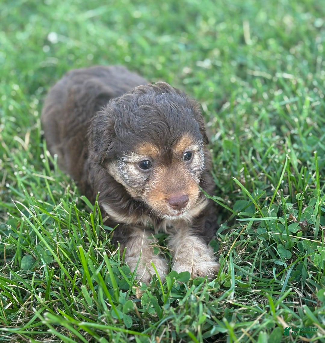 Aussiedoodle dogs for sale: Carter - Image 8