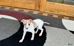Italian Greyhound dogs for sale: Cindy - Image 2