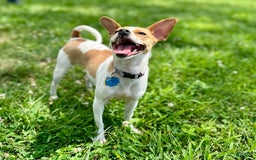 Chihuahua dogs for sale: Willow - Image 7