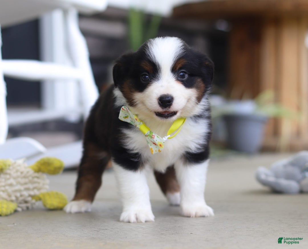 Australian Shepherd dogs for sale: Zeke - Image 3