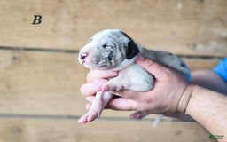 Great Dane dogs for sale: Luke - Image 4