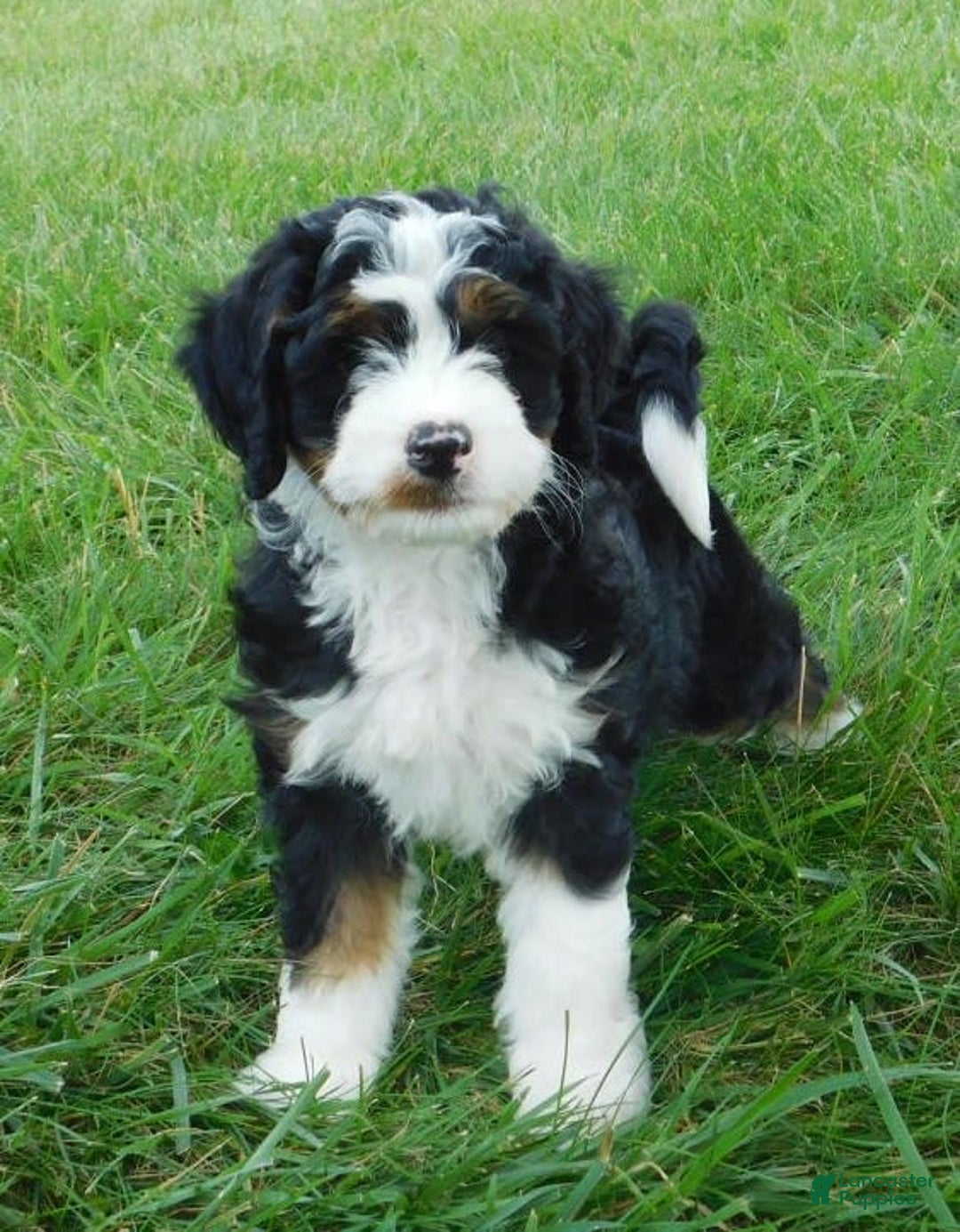Mini Bernedoodle dogs for sale: Tommy - Image 3