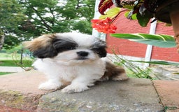 Shih Tzu dogs for sale: Dallas - Image 3