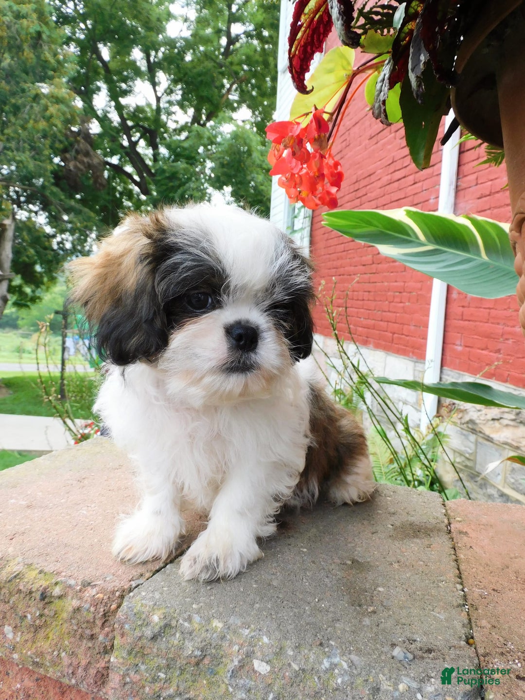 Shih Tzu dogs for sale: Dallas - Image 3