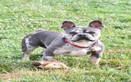 Frenchton dogs for sale: Franklin - Image 12