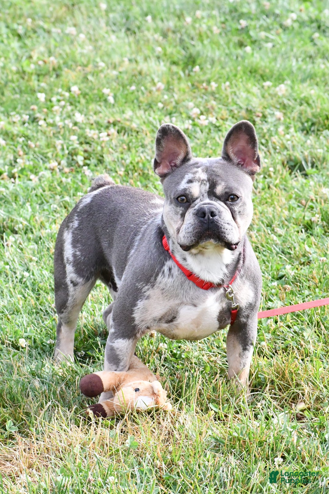 Frenchton dogs for sale: Franklin - Image 12
