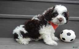 Cockapoo dogs for sale: Patches - Image 10