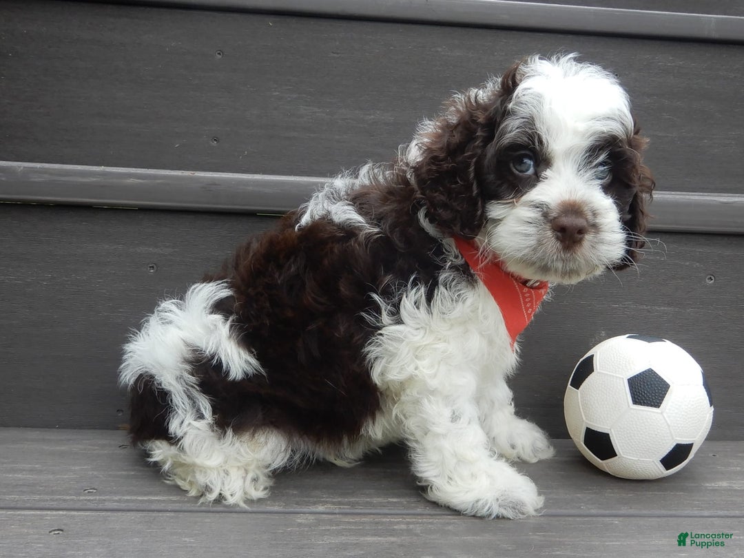 Cockapoo dogs for sale: Patches - Image 10