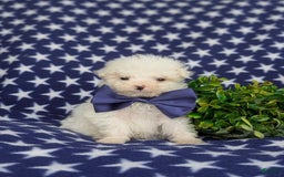 Miniature Poodle dogs for sale: Broderick - Image 4