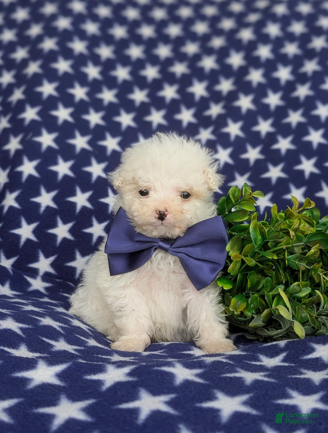 Miniature Poodle dogs for sale: Broderick - Image 4