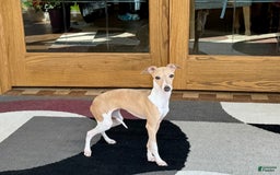 Italian Greyhound dogs for sale: Heather - Image 3