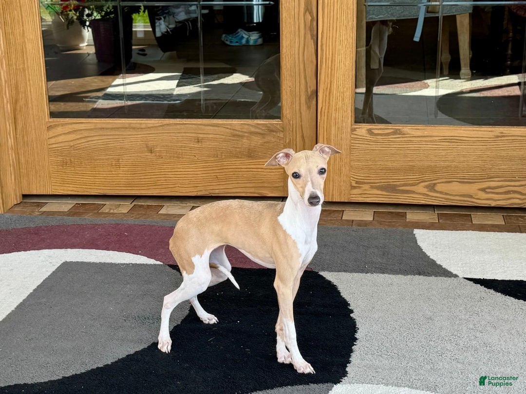 Italian Greyhound dogs for sale: Heather - Image 3