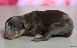 Shihpoo dogs for sale: Callie - Image 2