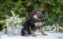 German Shepherd dogs for sale: Misty - Image 3