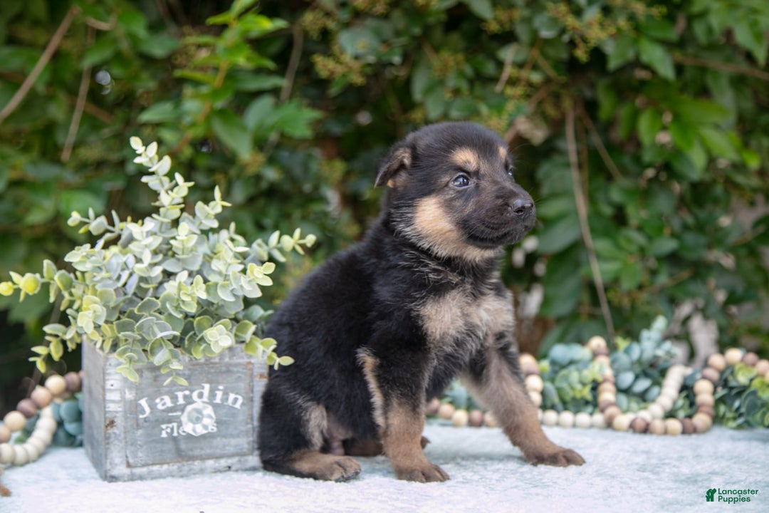 German Shepherd dogs for sale: Misty - Image 3
