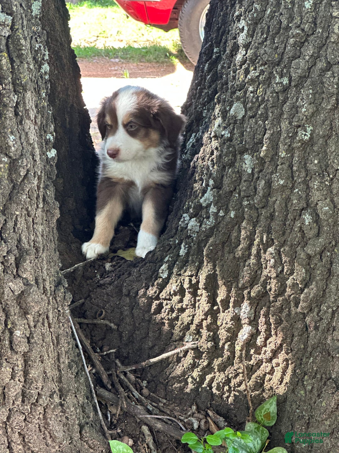 Australian Shepherd dogs for sale: Shai - Image 3