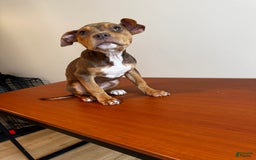 American Bully dogs for sale: Foxy - Image 3