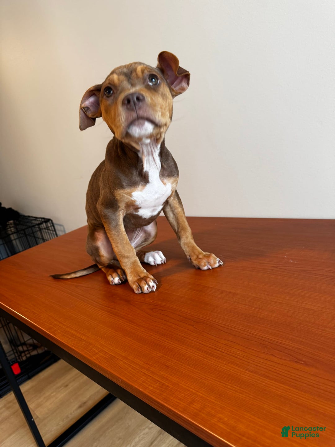 American Bully dogs for sale: Foxy - Image 3