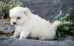 Maltese dogs for sale: Sadie - Image 3