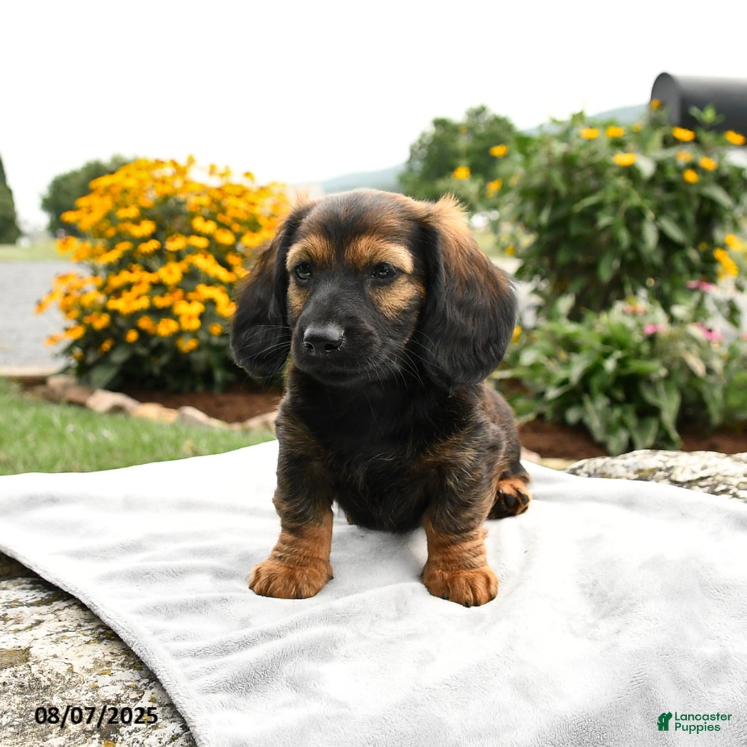 Miniature Dachshund dogs for sale: Caramel - Image 2