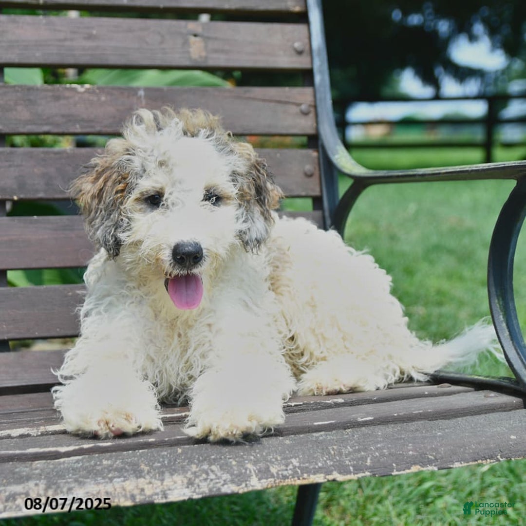 Mini Bernedoodle dogs for sale: Oscar - Image 8