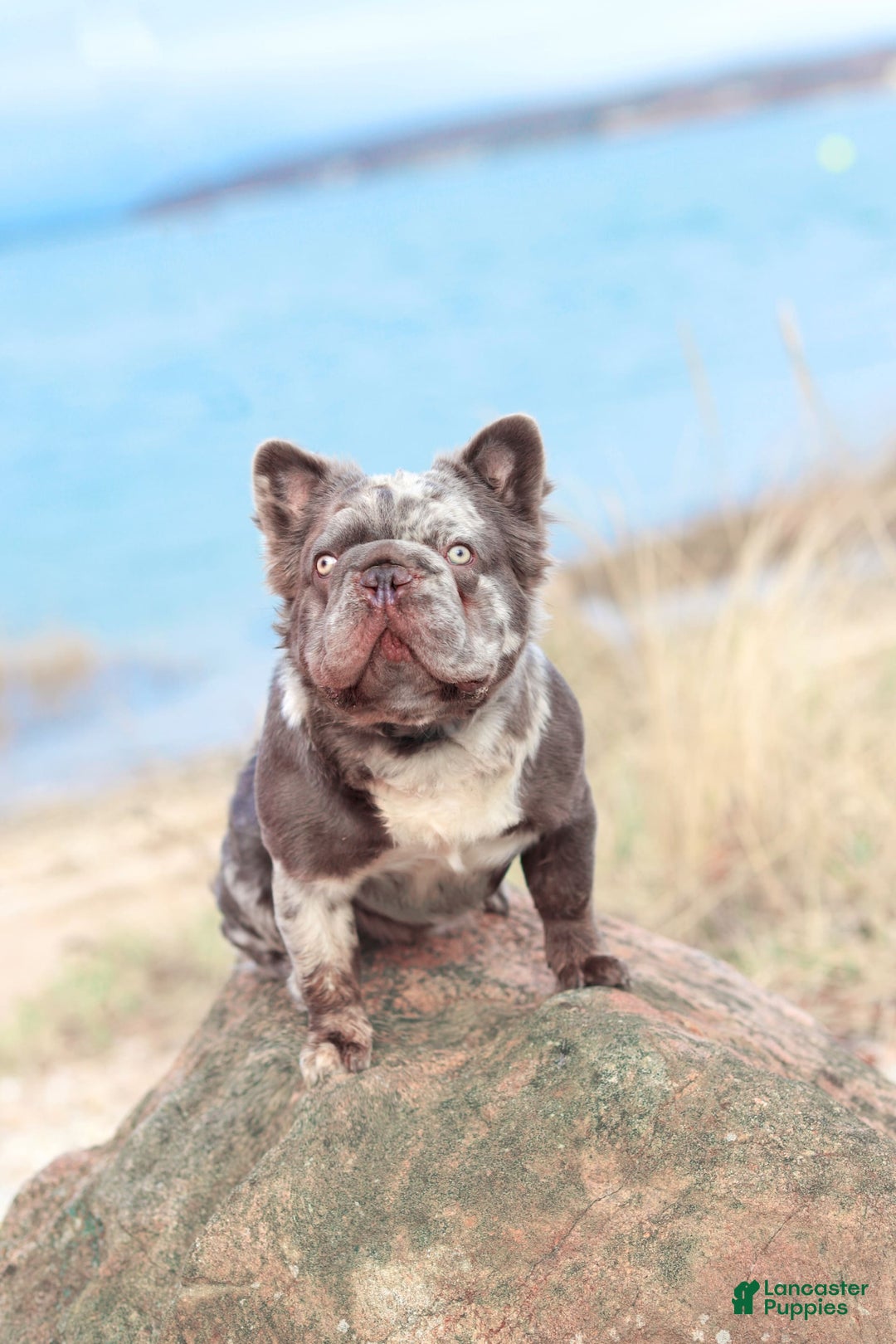 French Bulldog dogs for sale: Davis - Image 14