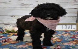 Standard Poodle dogs for sale: Gypsy - Image 7