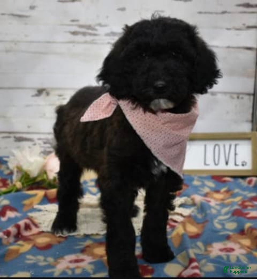 Standard Poodle dogs for sale: Gypsy - Image 7