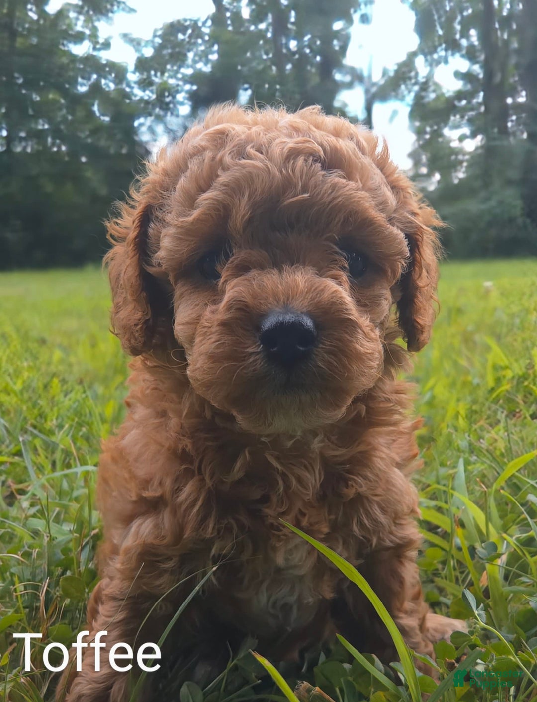 Cavapoo dogs for sale: Toffee - Image 3