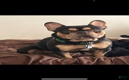 French Bulldog dogs for sale: Hera - Image 7