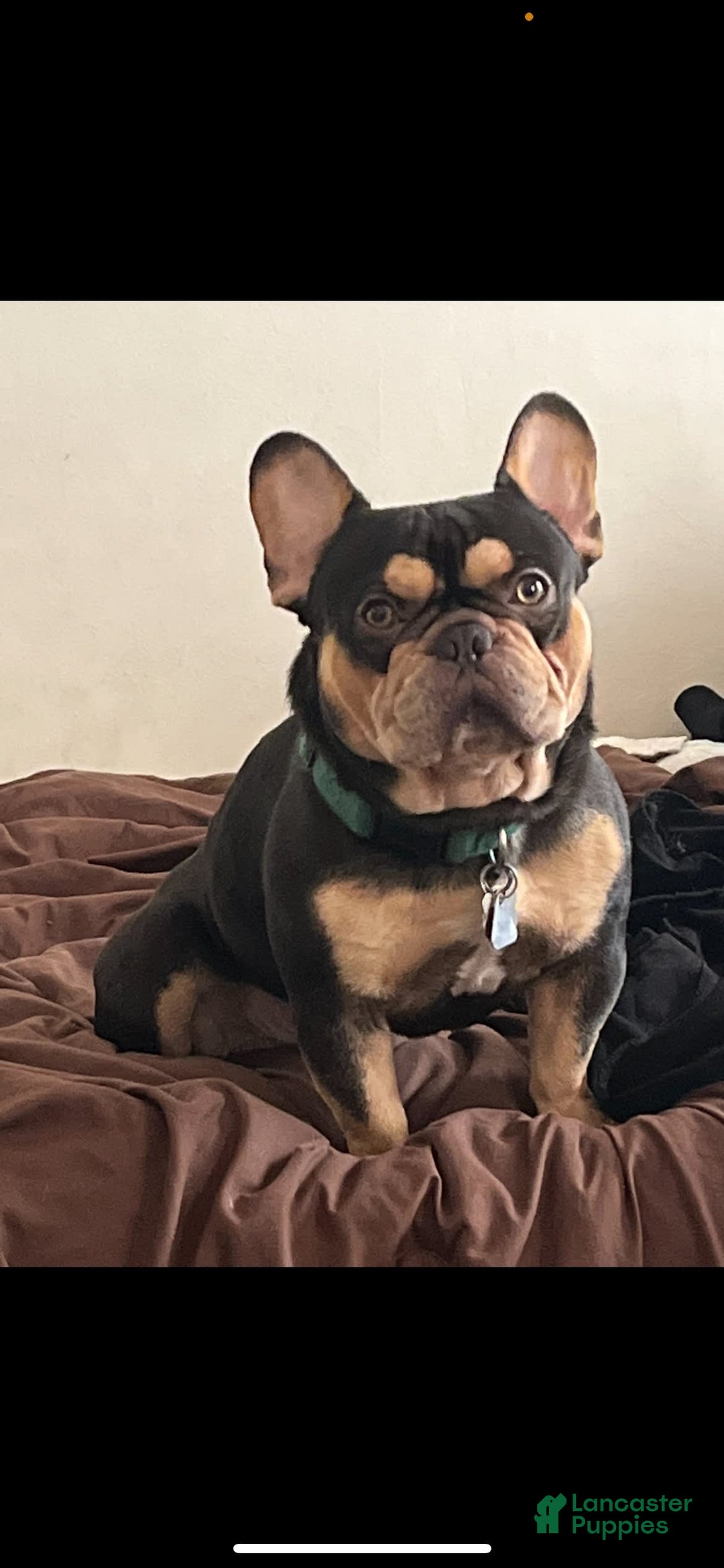 French Bulldog dogs for sale: Hera - Image 7