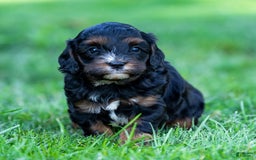Cavapoo dogs for sale: Ollie - Image 1