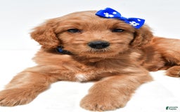 Mini Goldendoodle dogs for sale: Tommy - Image 5