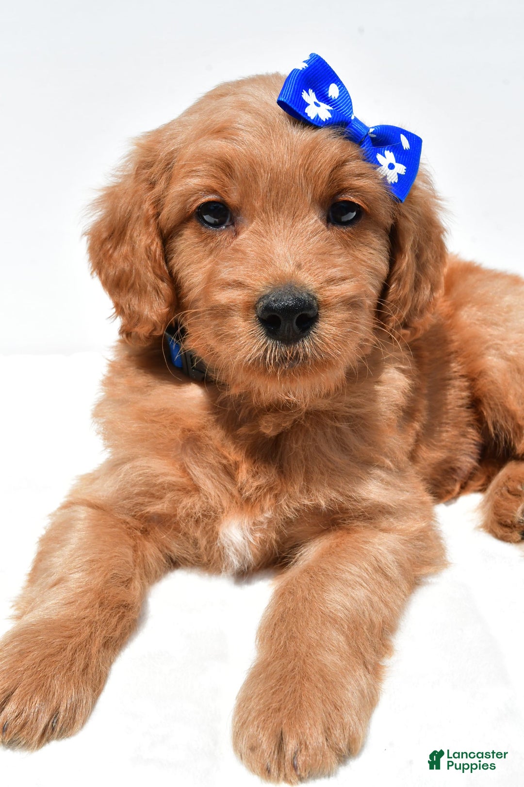 Mini Goldendoodle dogs for sale: Tommy - Image 5