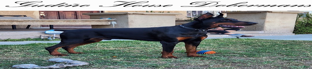 Yellow Collar Female