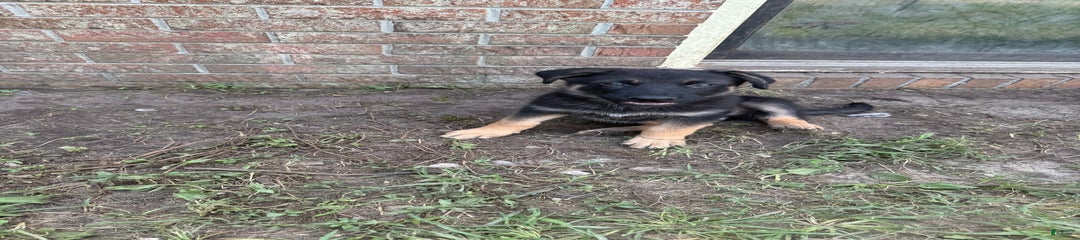 Birdie