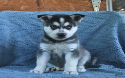 Alaskan Klee Kai dogs for sale: Cody - Image 5